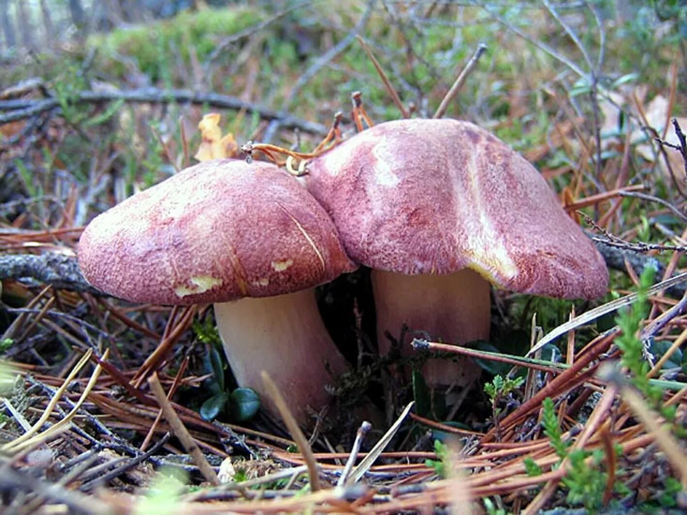 рядовка красная. опёнок красный. Tricholoma mongolicum. рядовка желто-красная tricholomopsis rutilans. опёнок красный.