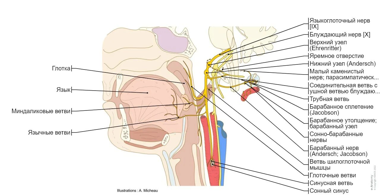 Языкоглоточный блуждающий нерв. 9 Пара языкоглоточный нерв. Языкоглоточный нерв анатомия схема. Верхний узел языкоглоточного нерва. Нижний узел языкоглоточного нерва.