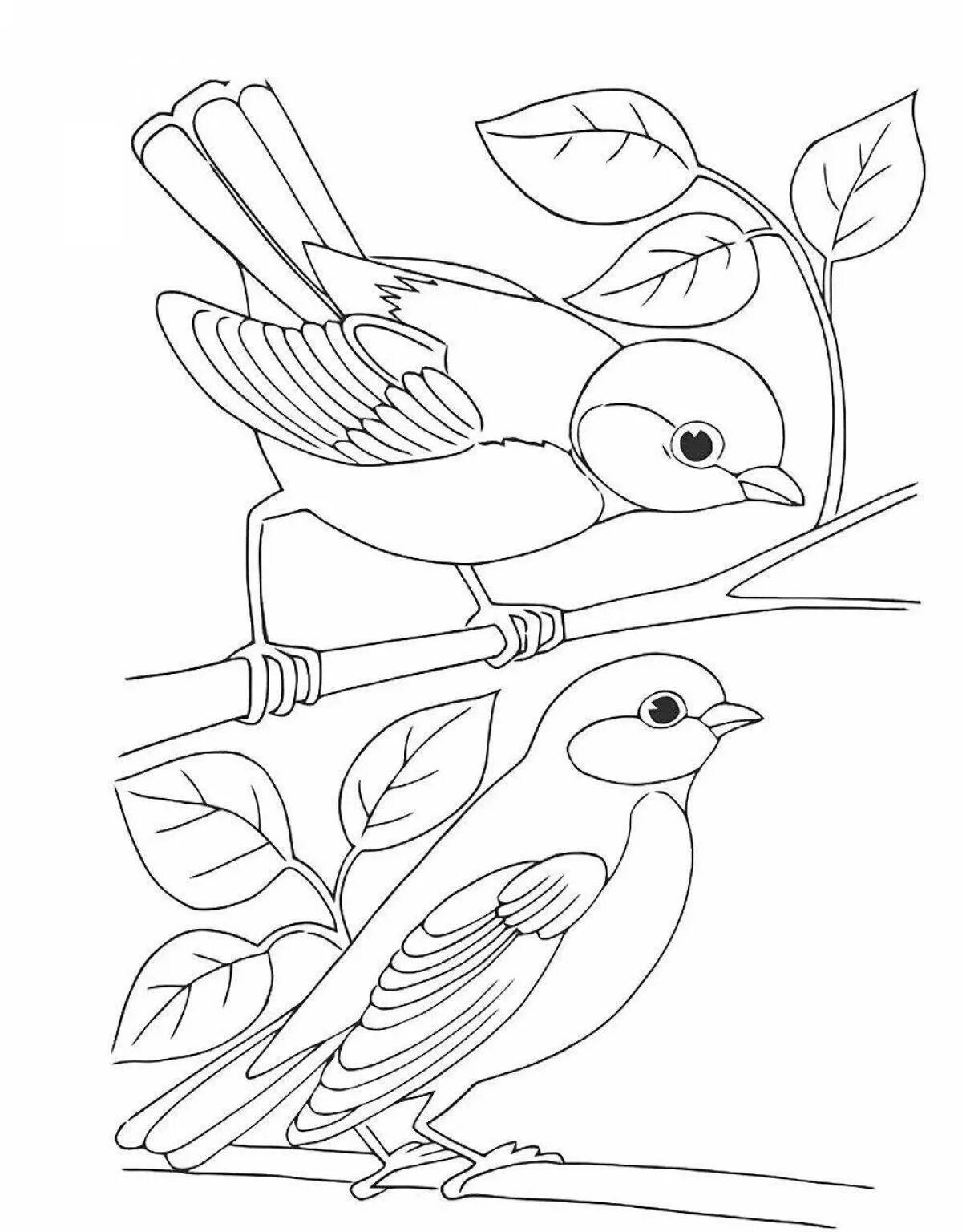 Распечатать картинку птицы для детей. Птицы. Раскраска. Птичка раскраска. Птицы раскраска для детей. Синичка раскраска.