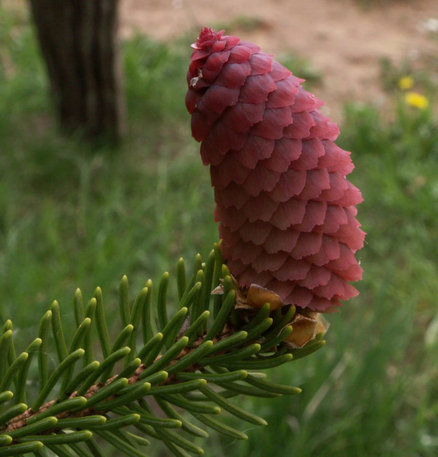 Ель европейская. Picea Abies Cones. Picea Abies Red Devil. Picea Abies Petra. Ель плакучая с красными шишками.