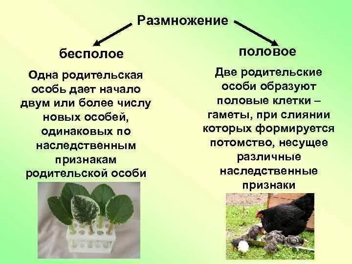 Размножение. Половое и бесполое размножение организмов. Особенности полового и бесполого размножения. Размножение конспект. Чистая линия это потомство