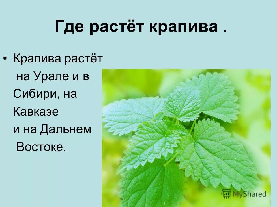 где растет крапива. где растет крапива. где растет крапива. где растет крапива. крапива двудомная.