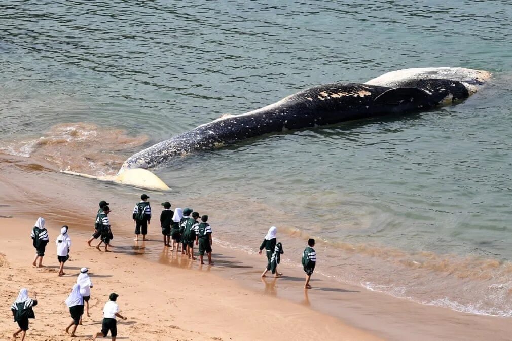 Киты водятся в море. Киты в черном море. Огромный кит. Самые большие киты. Исполинский кит.