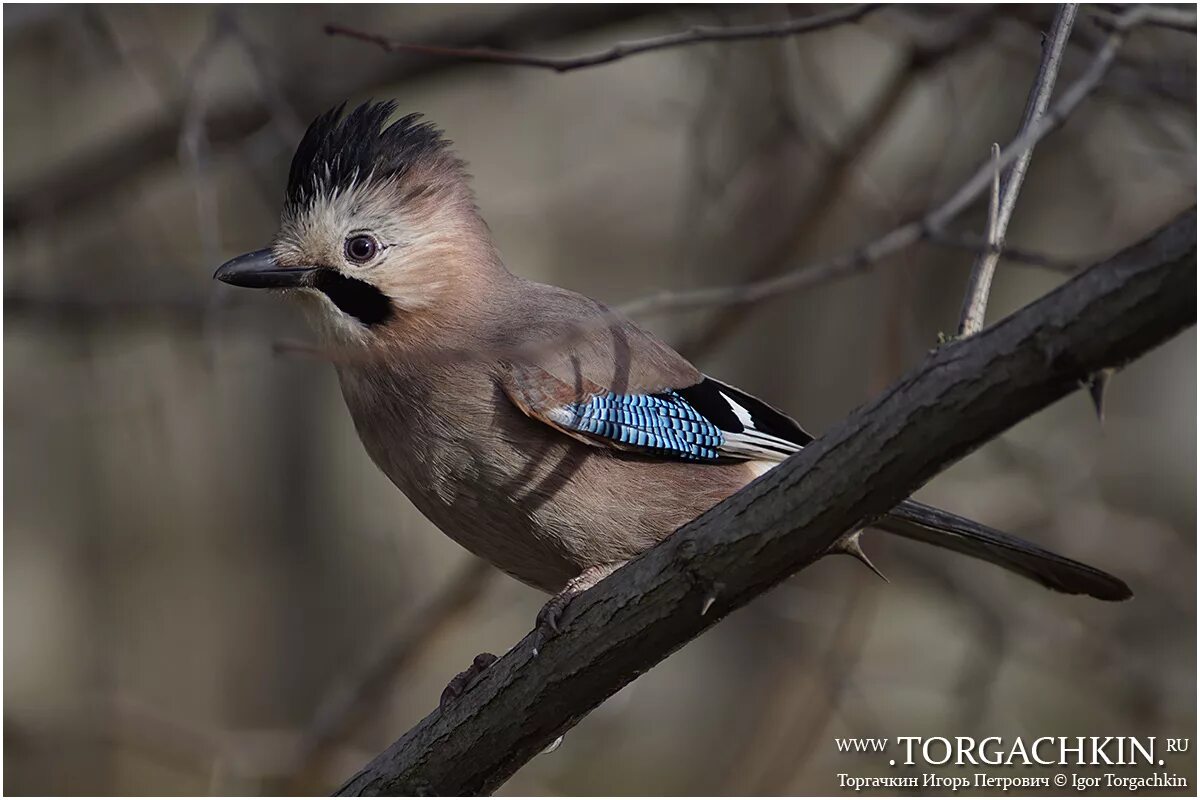 Какие птицы в ставропольском крае. Со́йка garrulus glandarius. Сойка обыкновенная garrulus glandarius. Сойка Краснодарского края. Птицы Ставропольского края Сойка.