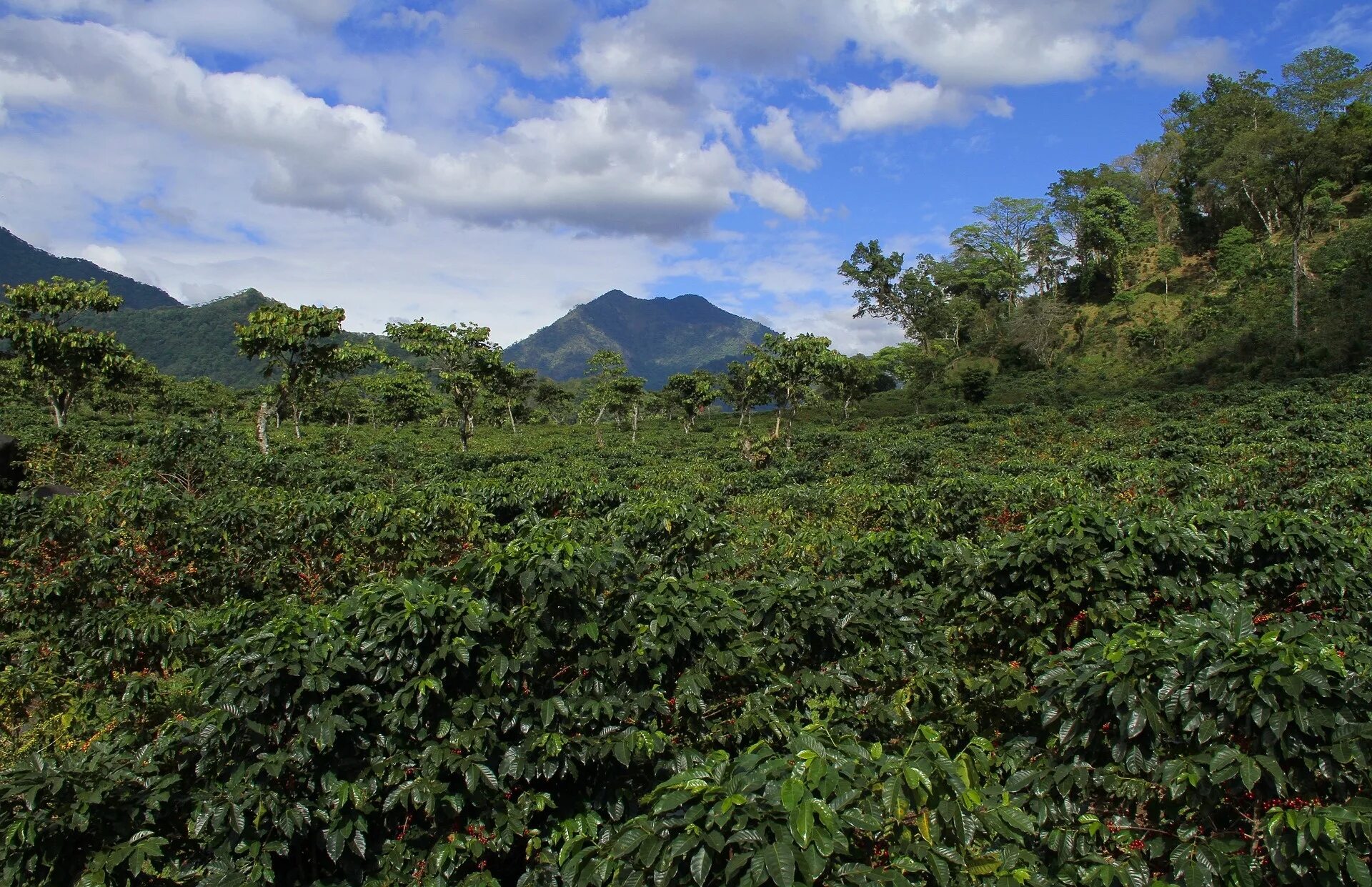 Колумбия страна кофе. Гватемала кофейные плантации. Плантации кофе в Гватемала. Никарагуа кофейные плантации. Гора Мирадор Панама.
