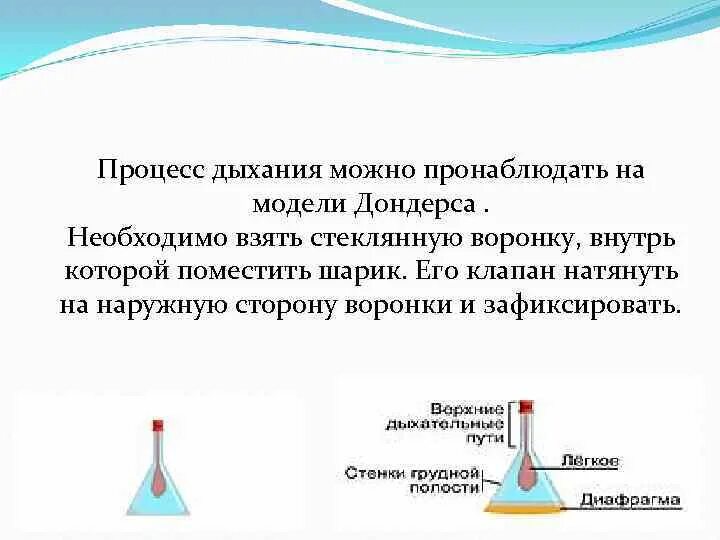 Модель которую впервые предложил голландский физиолог дондерс. Механизм дыхания модель Дондерса. Опыт Дондерса физиология. Модель Дондерса объяснение. Процесс вдоха.