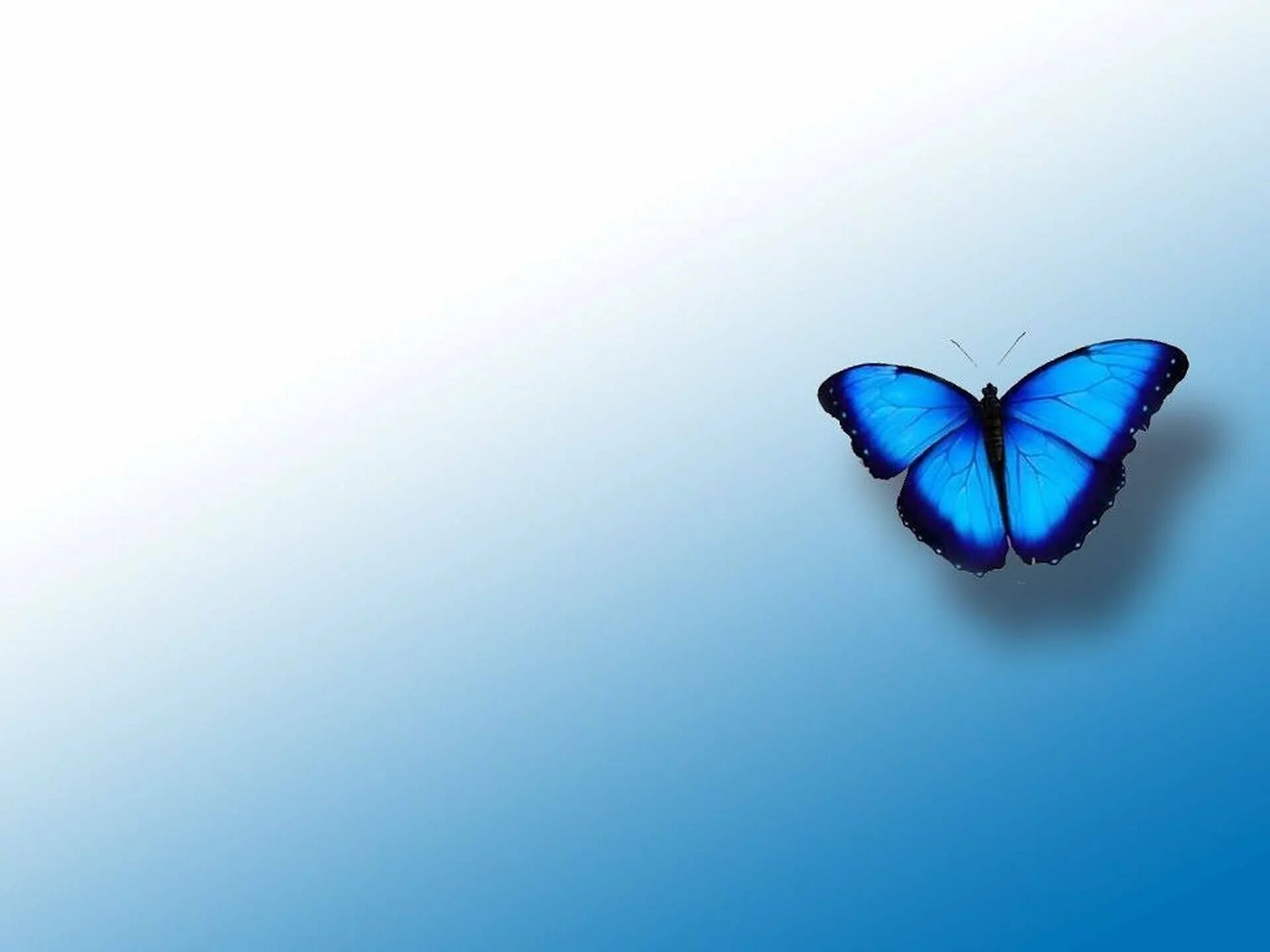 Обои фон бабочка. Фон бабочки. Обои с бабочками. Бабочка на синем фоне. Синяя бабочка.