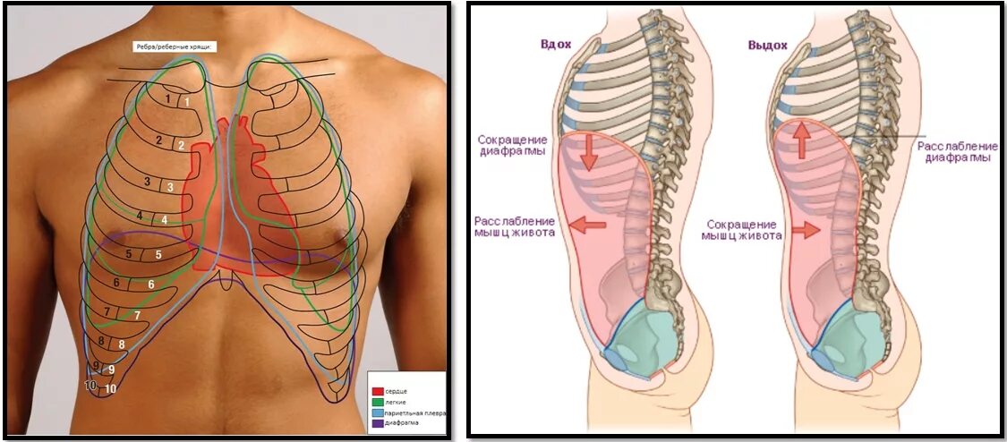 Диафрагма грудной кое ки. Расширенная грудная клетка. Расположение диафрагмы у человека. Диафрагма грудной клетки.