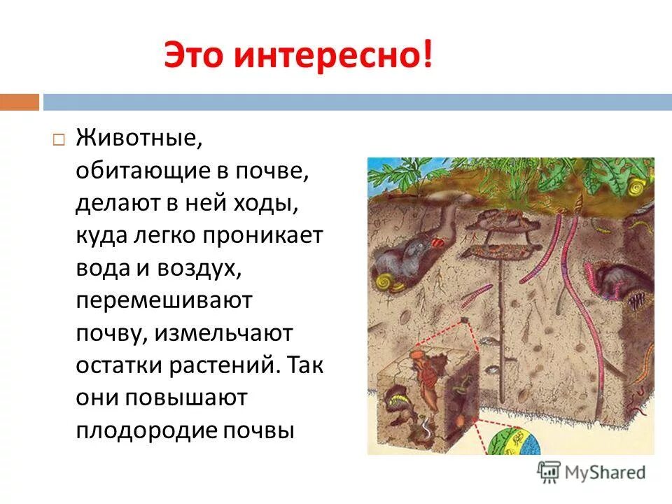 Обитатели почвы. Почвенные животные и среда их обитания. Организмы в почве. Живые организмы в почве. Обитатели почвы.