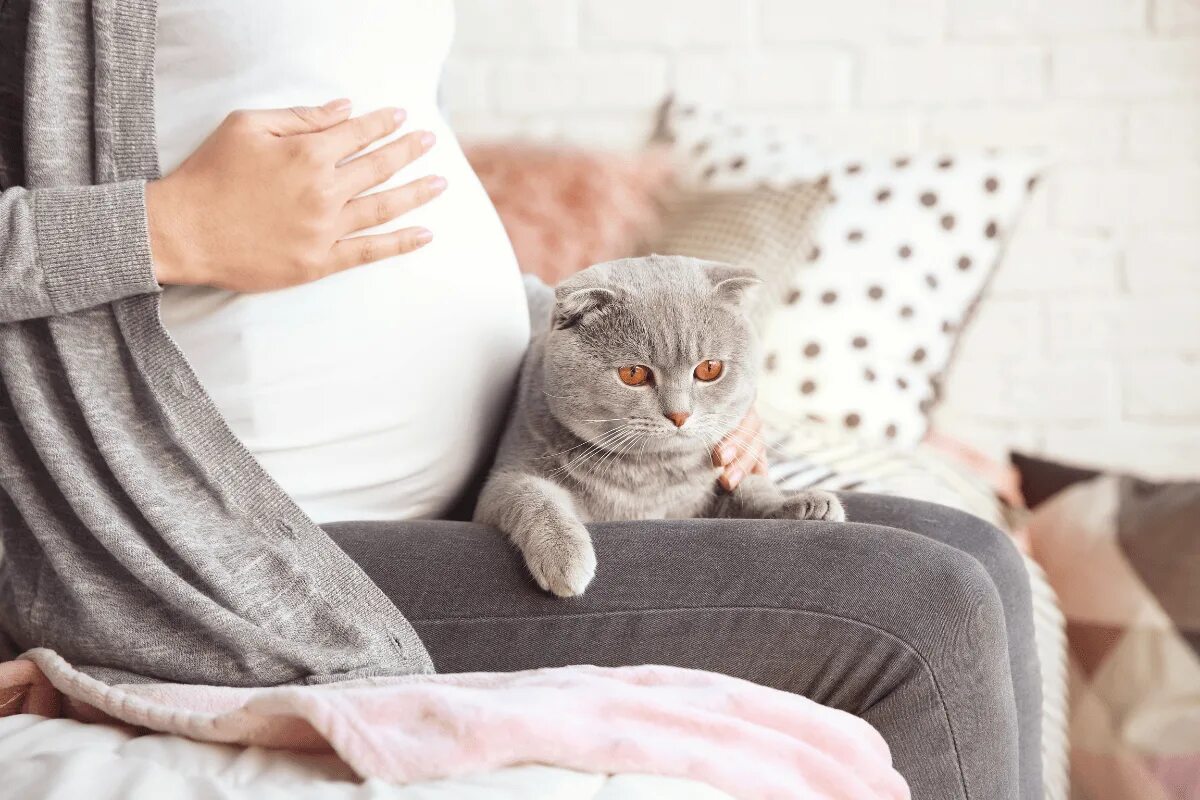 Сон беременной котенок