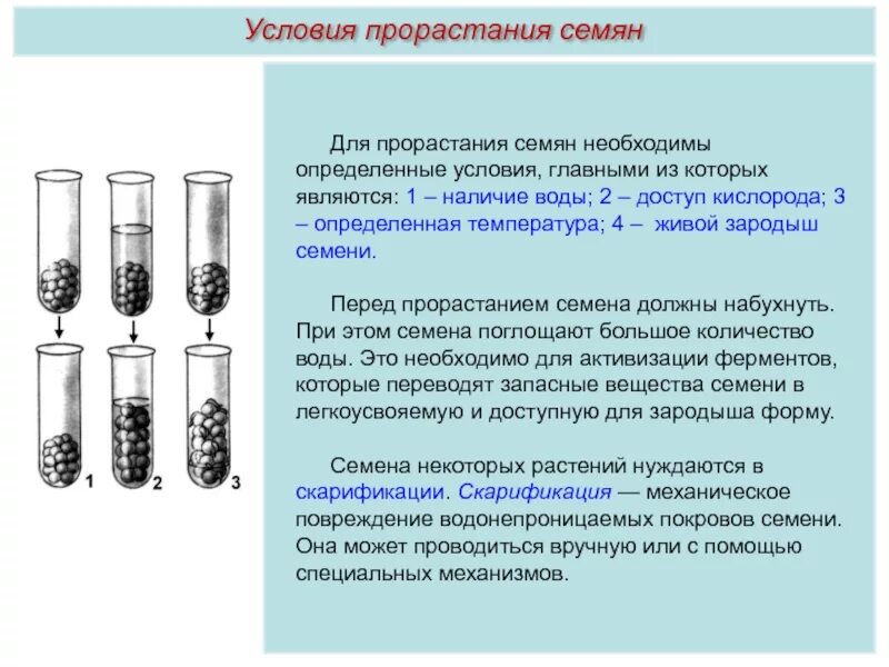 Для прорастания семян необходимо наличие воды