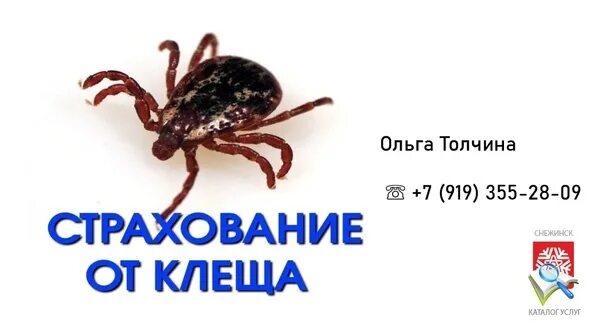 Оформить страховку от клеща. Росгосстрах защита от клеща. клещ страховка. страхование от клеща росгосстрах. антиклещ страховка.