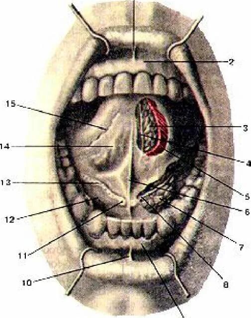 Подъязычные складки строение. Подъязычная складка анатомия. Подъязычная складка Plica sublingualis.. Подъязычные складки полости рта.