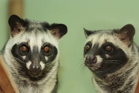 Мусанги Инь и Ян признаны самой романтичной парой в екатеринбургском зоопар...