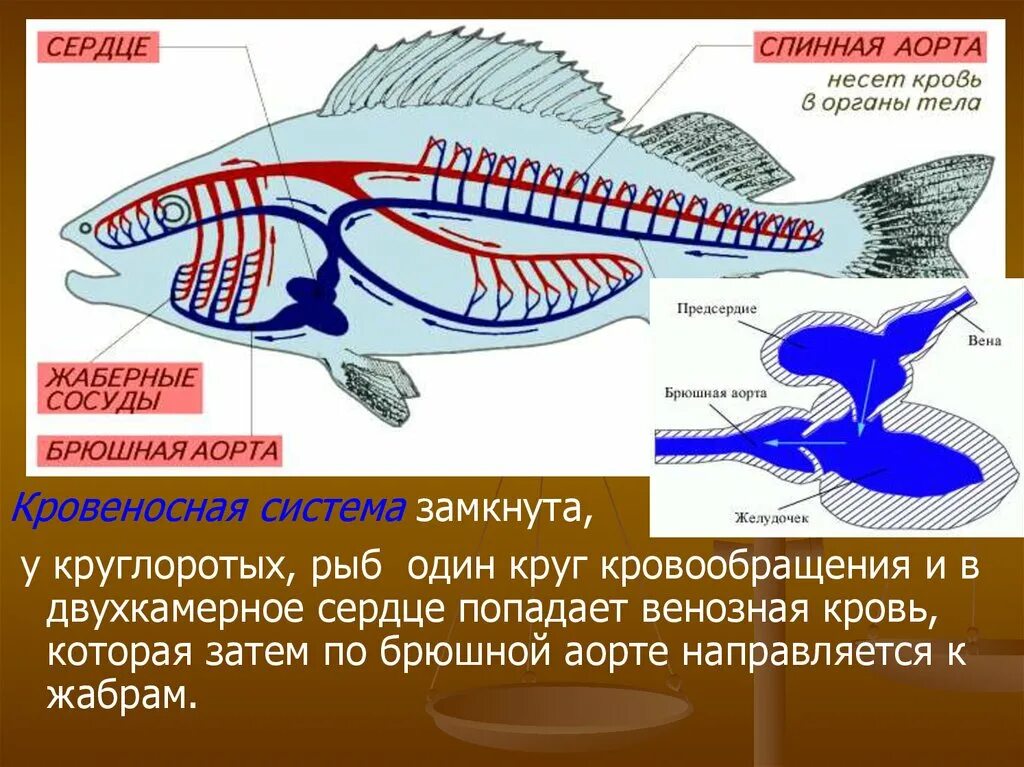 У каких животных один круг кровообращения. Кровеносная система рыбы один круг кровообращения. Кровеносная система рыб у рыб 1 круг. Кровеносная система круглоротых схема. У рыб двухкамерное сердце и один круг кровообращения.