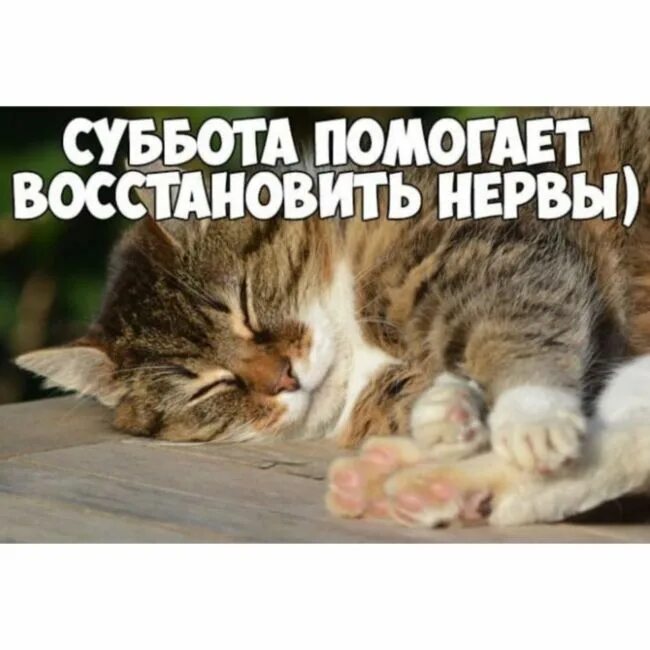 Утро субботы смешное. Идеальное субботнее утро. суббота. доброе утро суббота кот. суббота картинки.