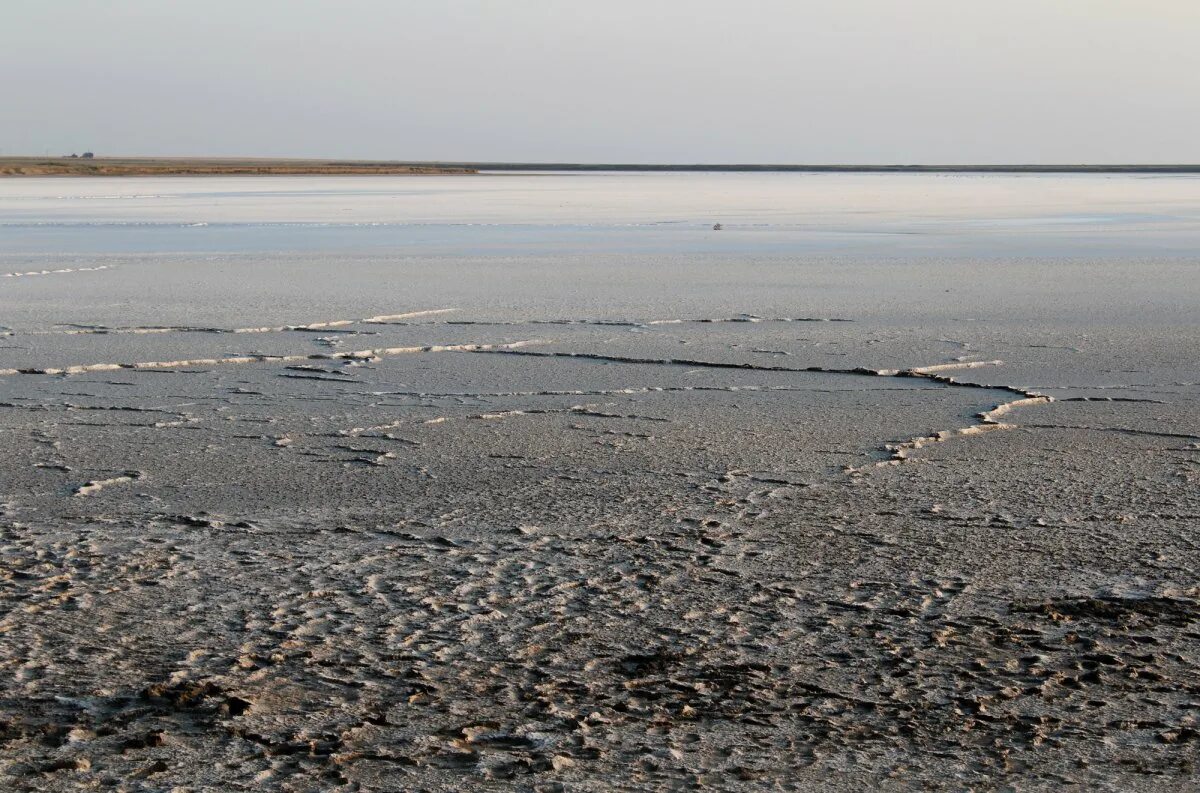 Соленое озеро Эбейты. Озеро Эбейты Омская область. Озеро соленое Бердюжского. Озеро Эбейты обитатели. Тюменские соленые озера