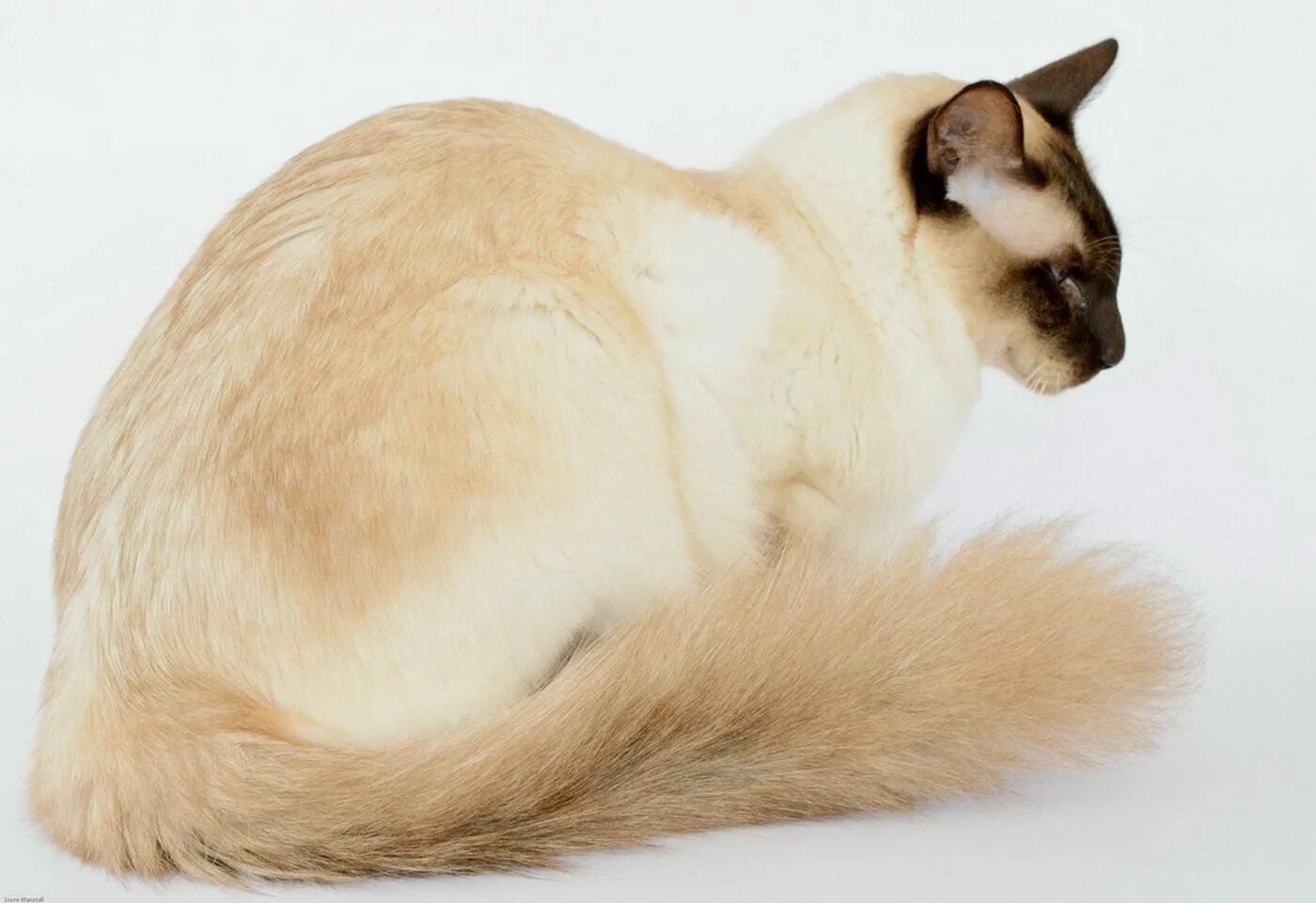 Сиамская кошка длинная шерсть. Сиамский балинезийский кот. Сиамская Балинезийская кошка. Балинезийская балийская кошка. Балинез Балинезийская кошка.