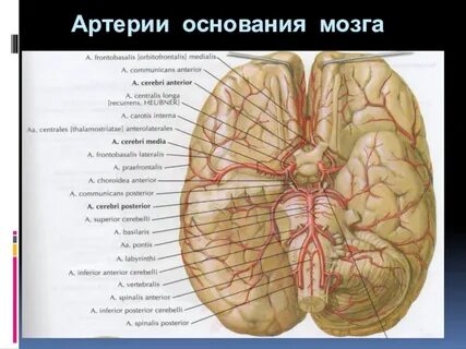 Основание мозга