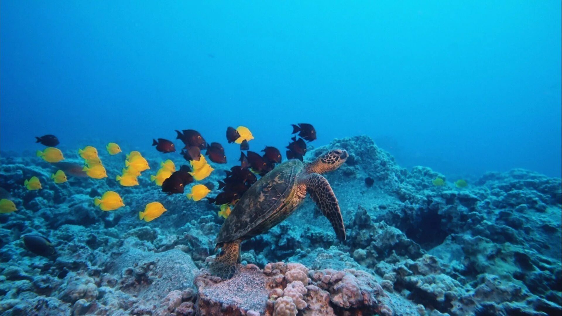 Подводные обитатели. Морские глубины. Подводные пейзажи. Подводный мир океана. Мир морских глубин