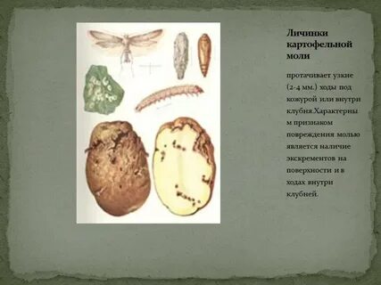 Болезни картофеля описание