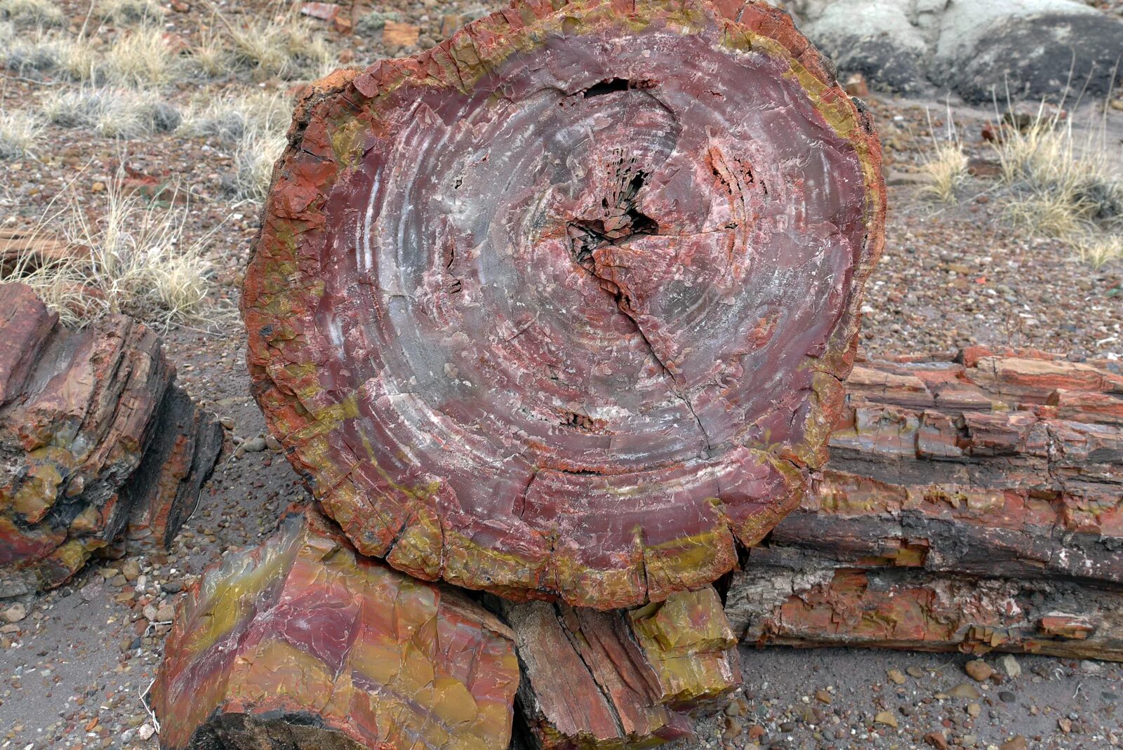 Спил окаменевшего ствола. Окаменелые пни горы США. Окаменелое дерево.(Petrified Wood).. Окаменелые деревья в Аризоне. Джилы Су окаменелое дерево.