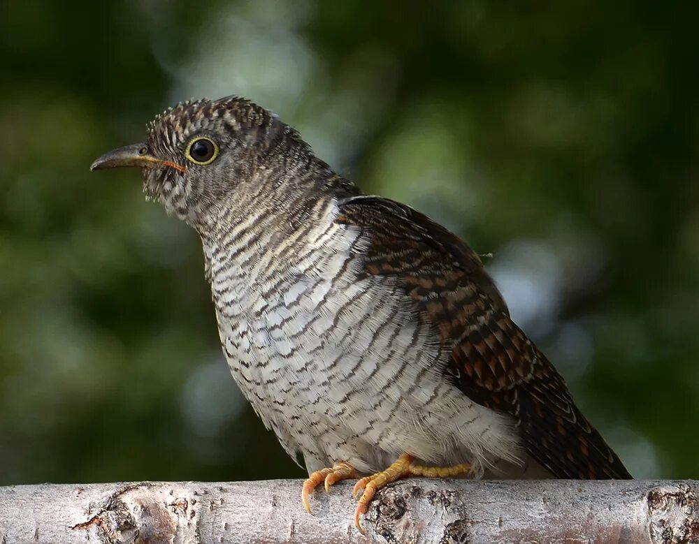 First Cuckoo The First Cuckoo Of Spring Bird Spot in 2022 Cuckoo, Bird, Spring b
