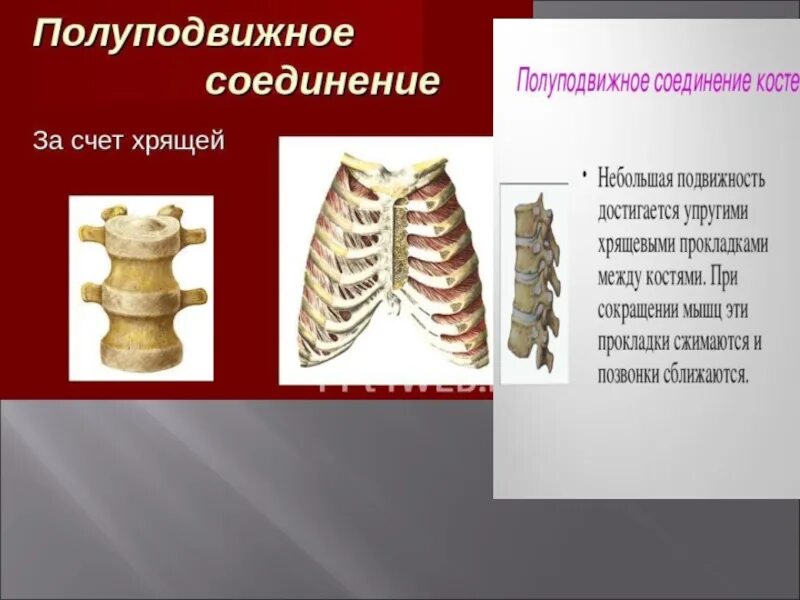 Полуподвижное соединение между костями. Полуподвижное соединение хрящей. Полуподвижное соединение костей. Полуподвижное соединение между собой. Полуподвижно соединены кости.