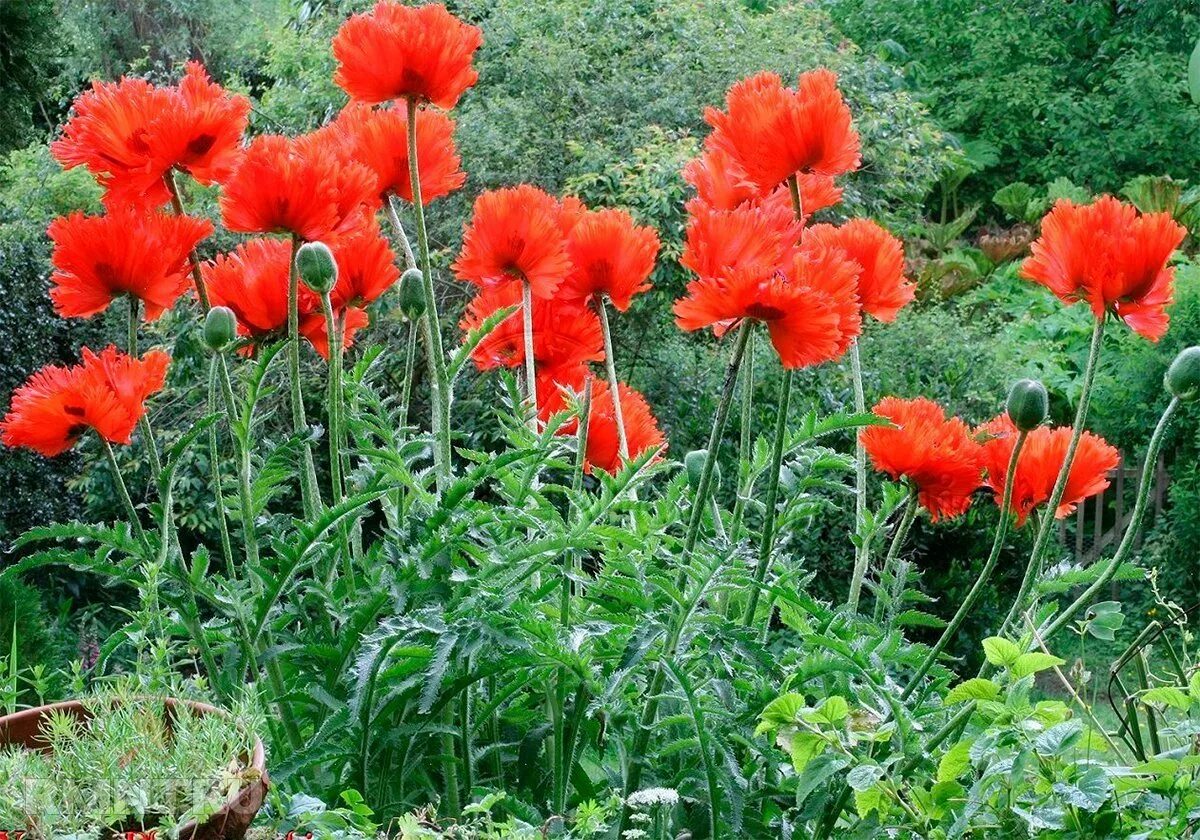 Восточные растения названия. Мак Восточный (Papaver orientale). Мак Восточный (Papaver orientale l.). Папавер Восточный многолетний. Мак Восточный папавер.