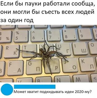 Сколько за жизнь человек съедает пауков
