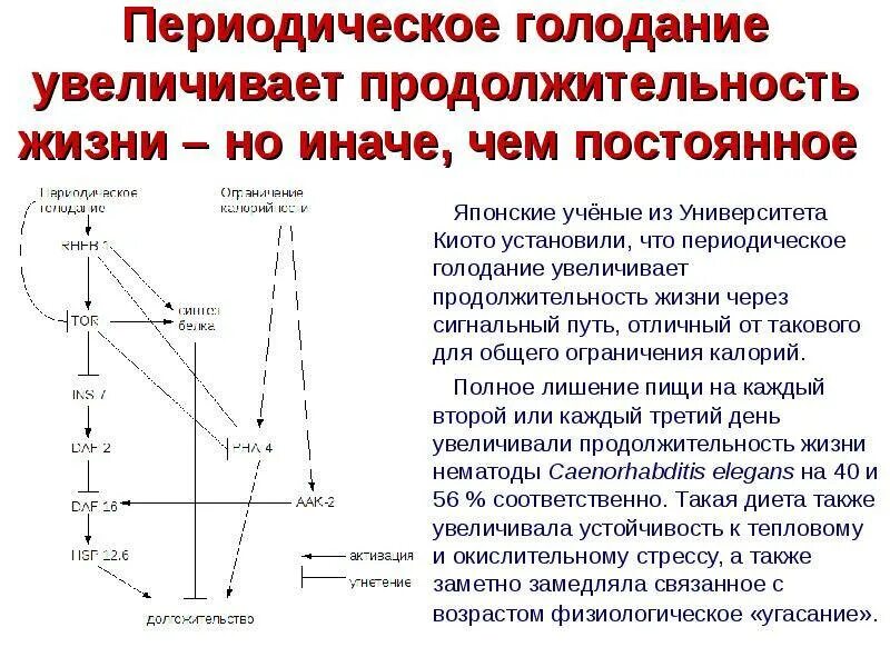 Периодическое голодание схемы. Прерывистое голодание схема. Диета периодическое голодание. Периодическое голодание схемы 16/8.