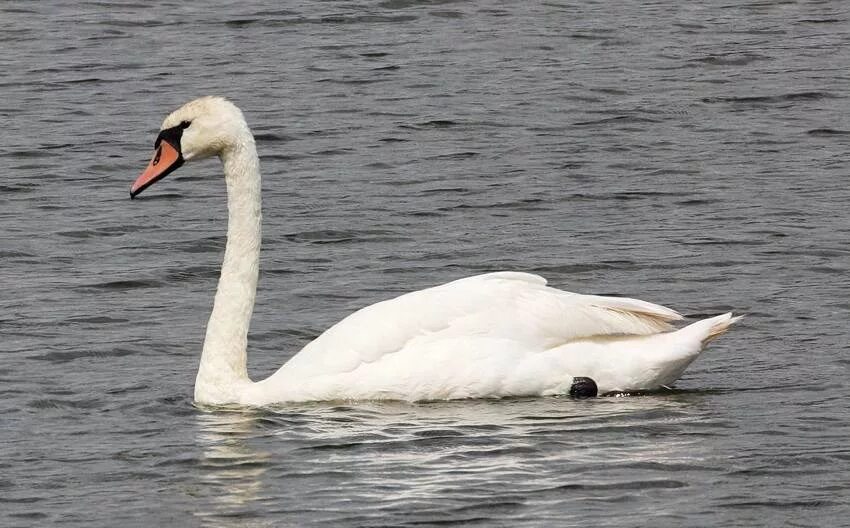 лебедь шипун красная книга краткое описание для детей 2. лебедь-кликун красная книга описание. лебедь шипун красная книга. лебедь шипун красная. лебедь шипун красная книга.