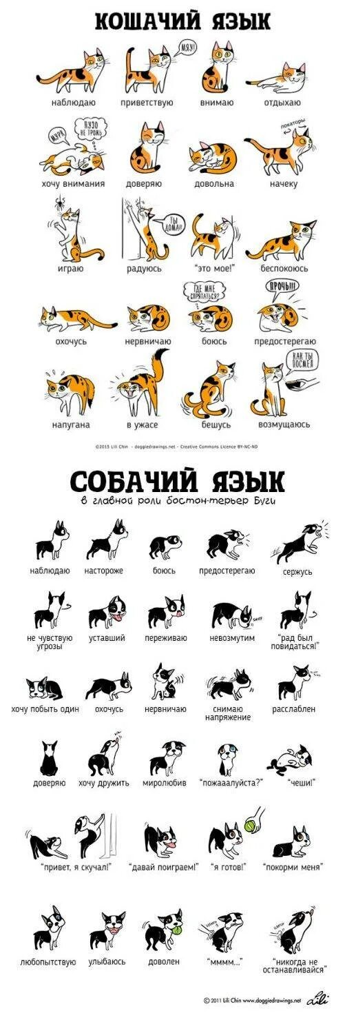 Кошачий язык по жестам. Язык тела собак и кошек. Жесты кошек. Как понять язык кошек.