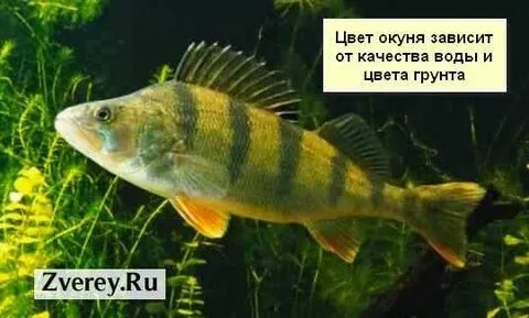 Какие плавники у окуня