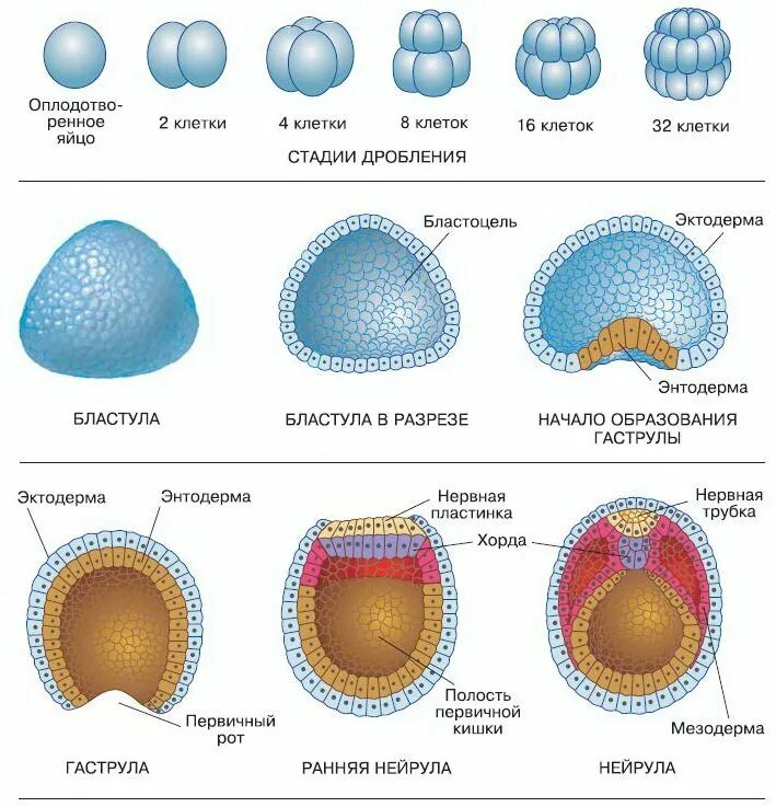 Схема эмбриогенеза ланцетника название какой его стадии. Эмбриональный период этапы схема. Морула бластула гаструла. Зигота бластомеры бластула гаструла. Стадия дробления зиготы рисунок.
