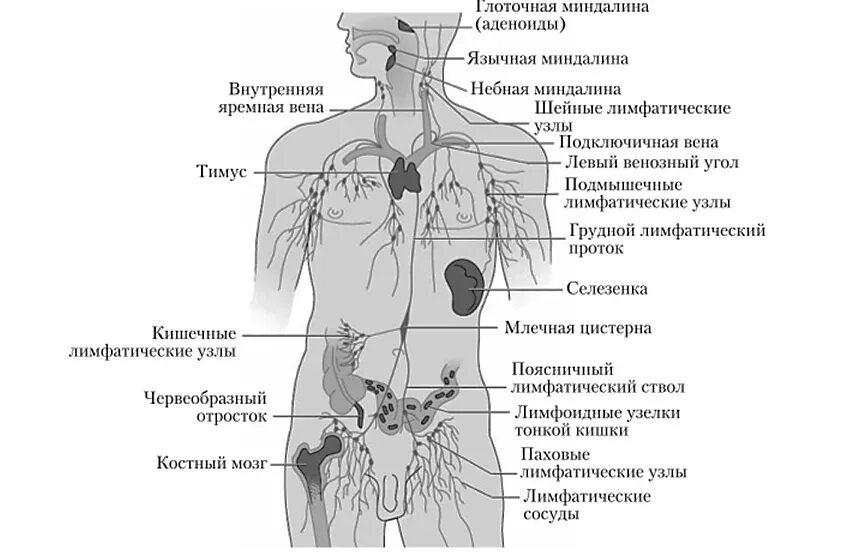 Иммунная система состоит из. Схема строения органов иммунной системы. Органы системы иммунитета человека.. Функции иммунной системы человека анатомия. Схема строения лимфоидной системы человека.