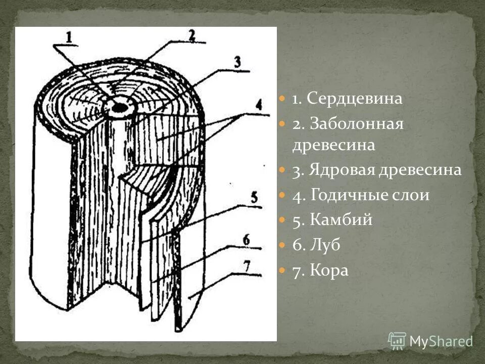 строение древесины: кора луб древесина. строение поперечного среза древесины. сердцевина почему е. сердцевина почему е. сердцевина почему е.