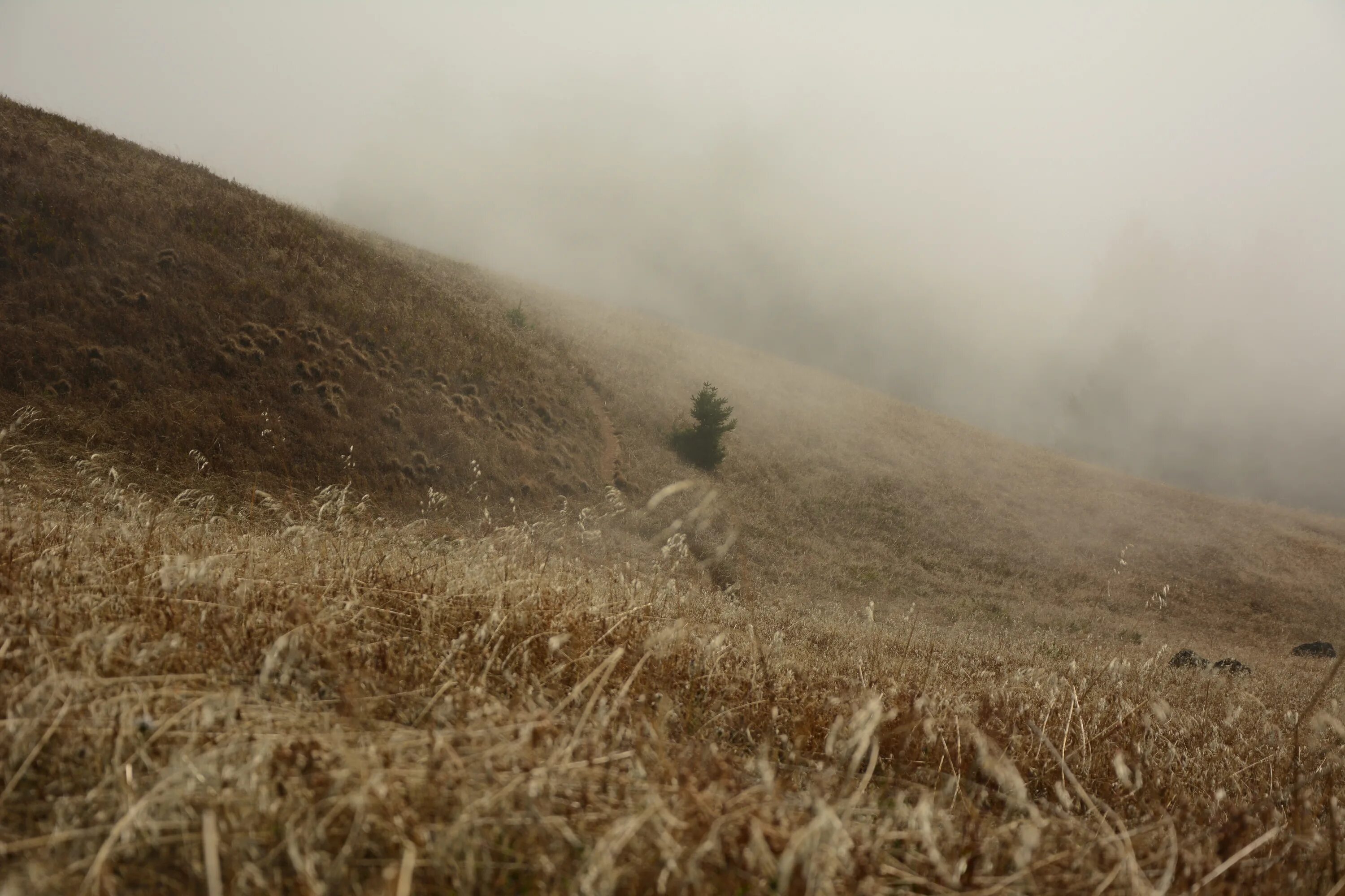 Нашел солдат в заросшем поле. Сухое поле. Поле сухой травы. Туман в степи. Степь Эстетика.