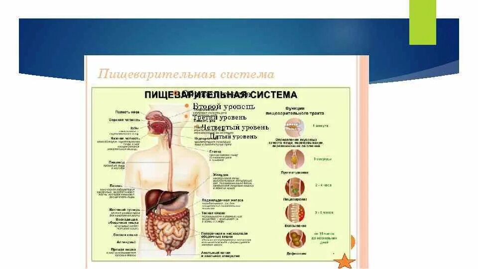 Пищеварение в отделах пищеварительной системы таблица. Строение и функции пищеварительной системы таблица. Органы пищеварительной системы человека таблица. Строение органов пищеварительной системы человека таблица.