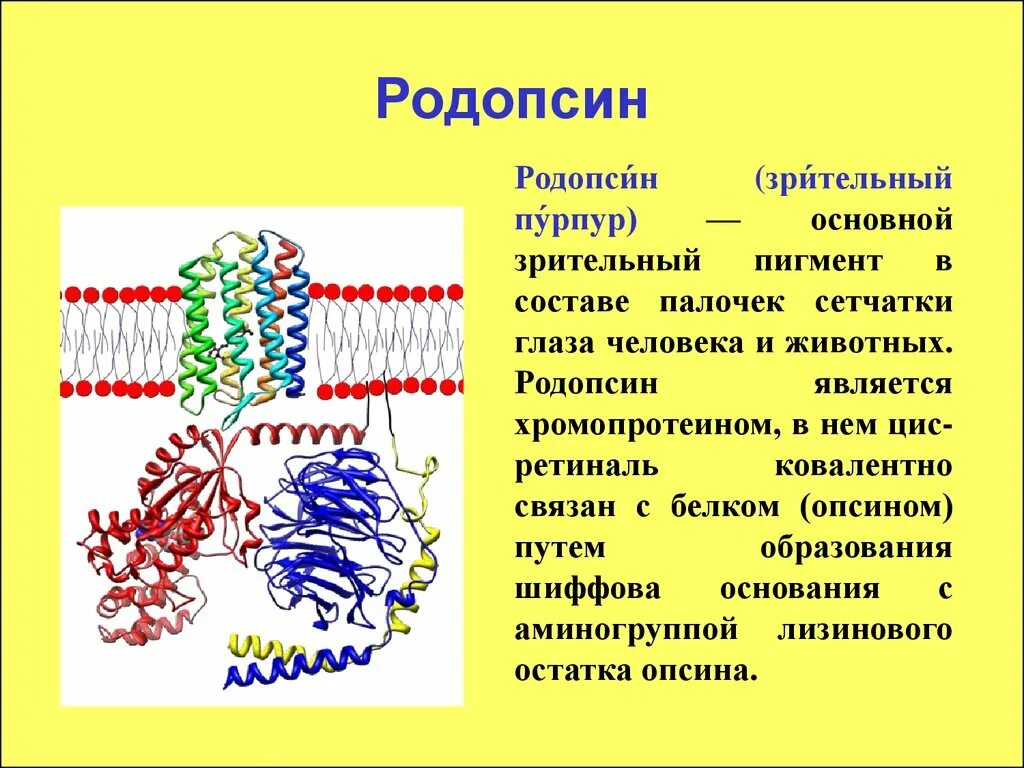 Белки пигменты. Родопсин структура белка. Зрительный пигмент родопсин содержится. Родопсин и йодопсин функции. Родопсин функция белка.