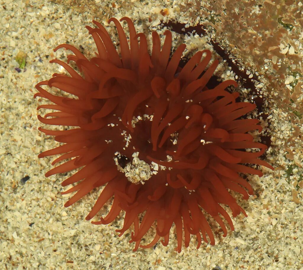 аквариумные актинии. конская актиния черное море. изотопы актиния. актиний химический элемент. актиния кишечнополостные.