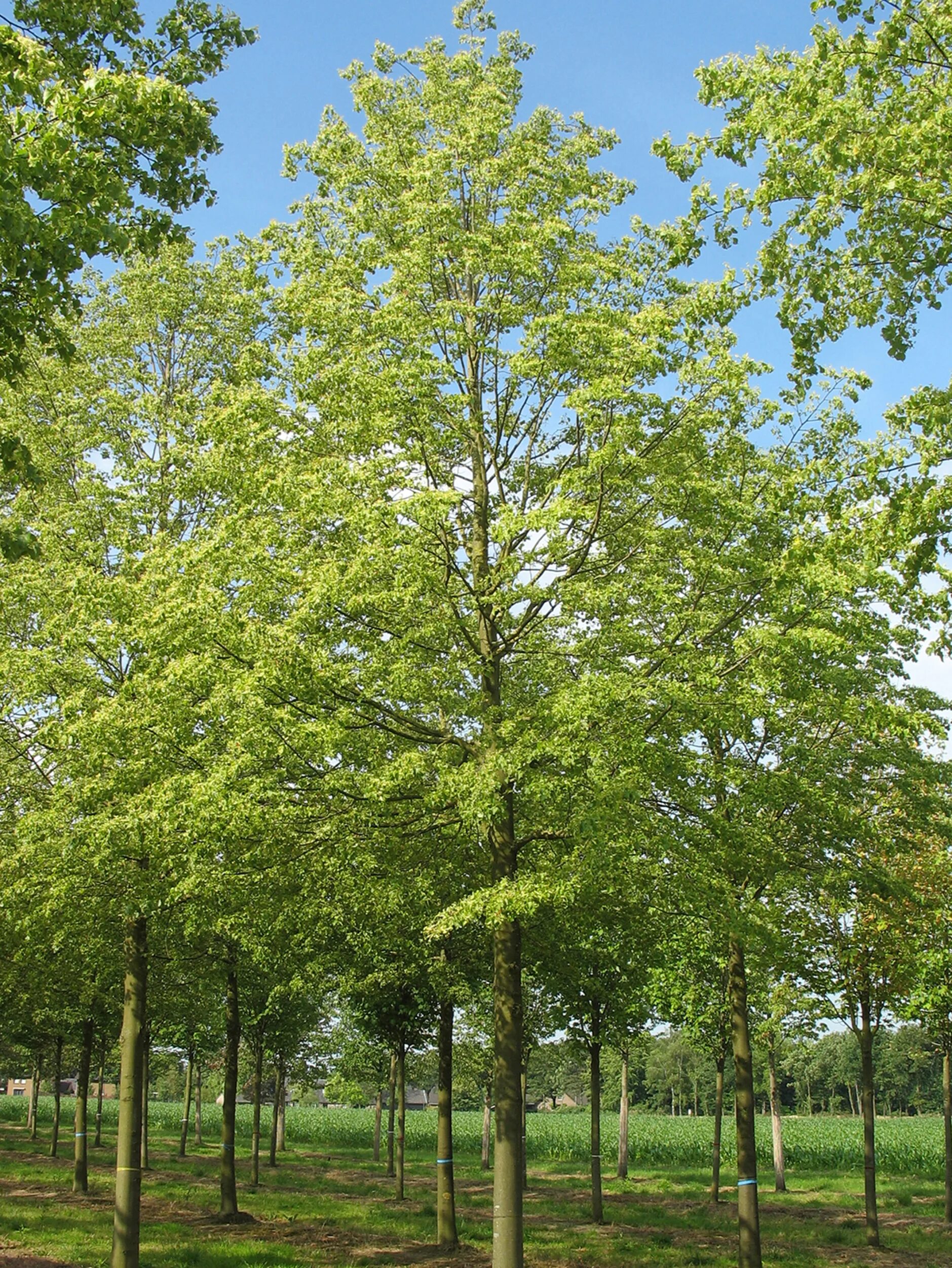 Вид городских деревьев. Липа мелколистная Гринспайер. Липа мелколистная Greenspire. Липа мелколистная Rancho. Липа мелколистная Tilia cordata.