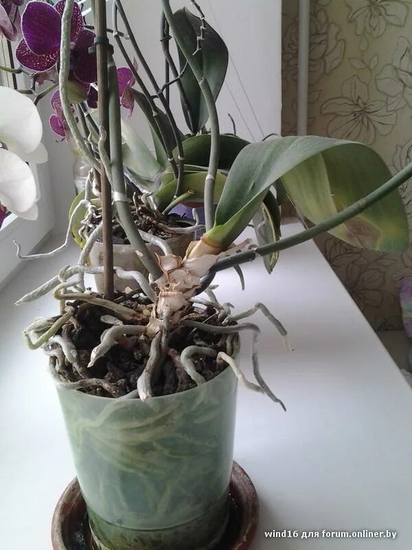 Пересаживаем орхидею фаленопсис. Старые орхидеи. Старые орхидеи. Омолаживание орхидеи в домашних условиях. Старые орхидеи.