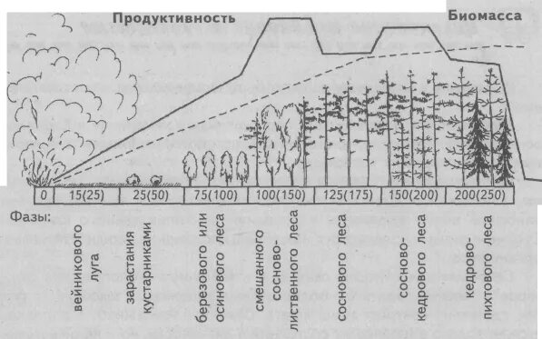 Сукцессия после пожара. Стадии сукцессии таежных лесов. Этапы экологической сукцессии. Сукцессия тайги.