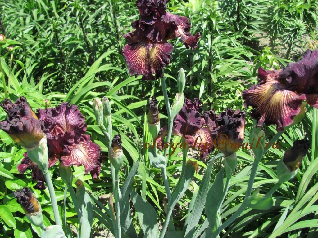 ирис mandrake. салон красоты ирис на войковской вход. ирис войковская. ирис германский голден маффин. ирис пати дресс.