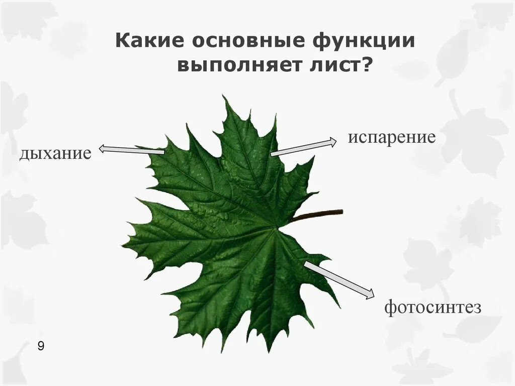Строение листа клена 6 класс. Строение листа клена. какие основные функции выполняет лист. строение листьев клена. строения листа дерева клен.