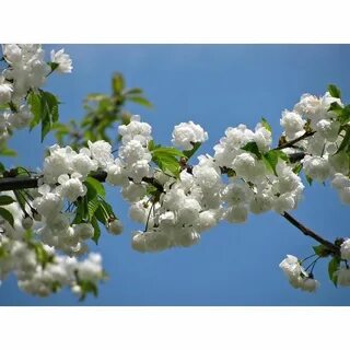 White spring