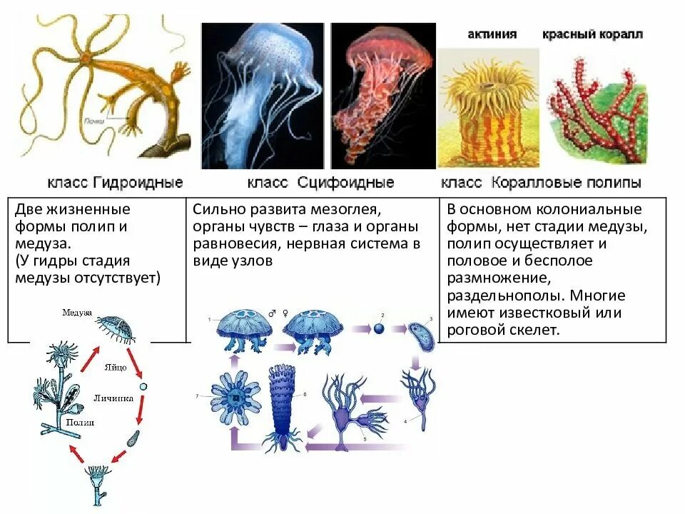 Группы организмов кишечнополостные. Гидра Кишечнополостные медуза. Представители кишечнополостных 7 класс биология. Гидроидные медузы представители. Таблица строение полипа гидры.