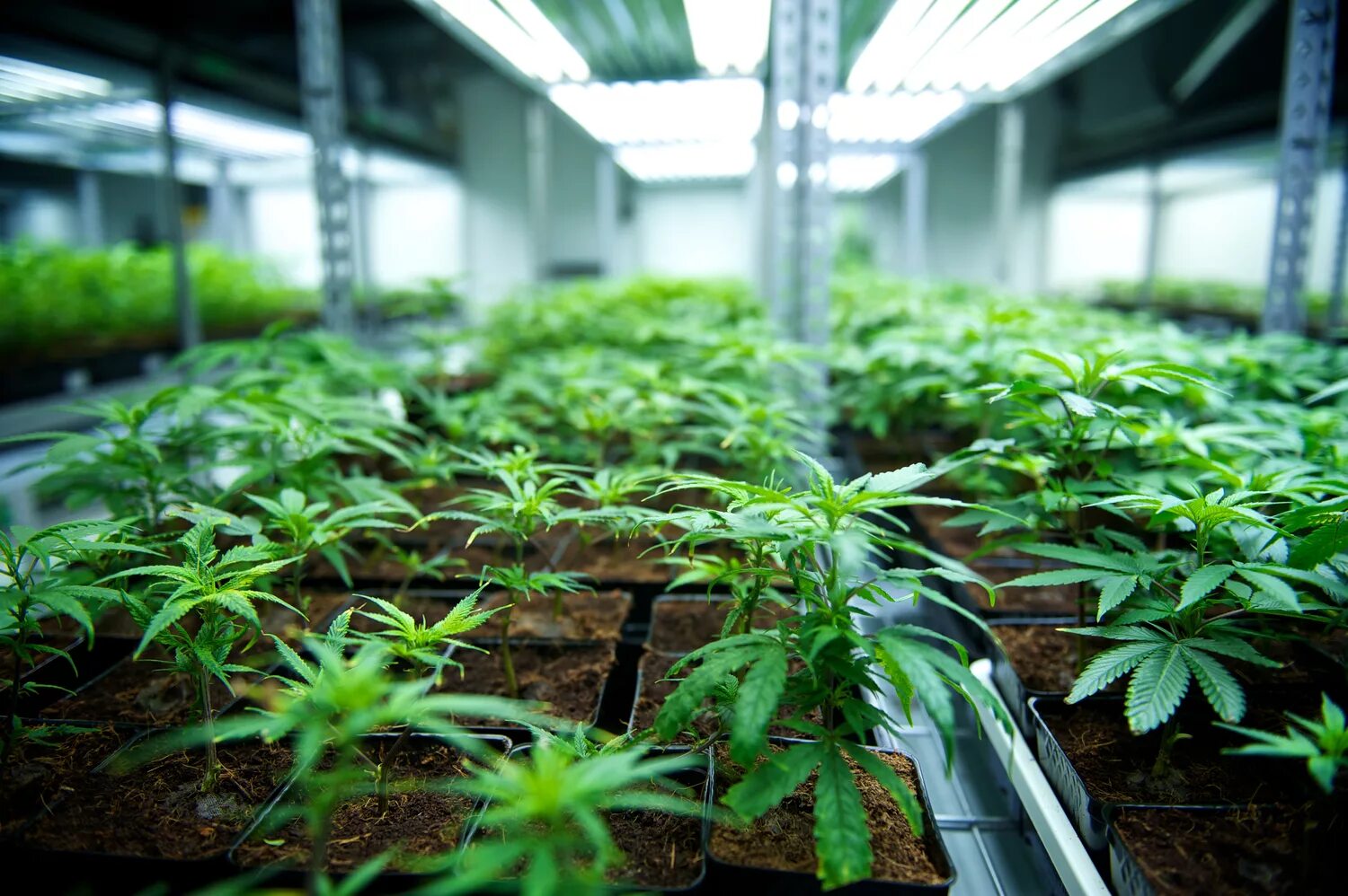 Сколько можно заработать на выращивание. Tillray Cannabis. Grow Greenhouse для марихуаны. Ферма каннабиса. Cannabis cultivation.