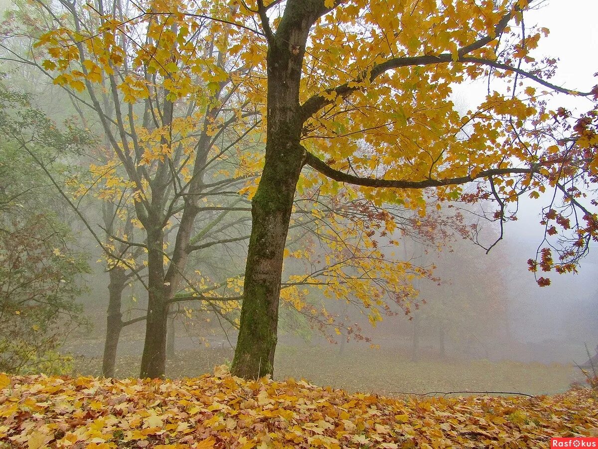 Явления природы листопад. Листопад анимация. Осенний листопад. Листопад для детей. Осенний листопад.